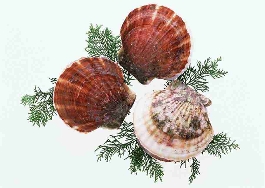 Fresh Fish - Datacraft Sozaijiten  ></a>
<script language=JavaScript> 
  var txt = 