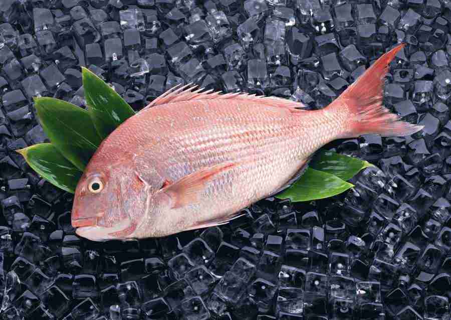 Fresh Fish - Datacraft Sozaijiten  ></a>
<script language=JavaScript> 
  var txt = 
