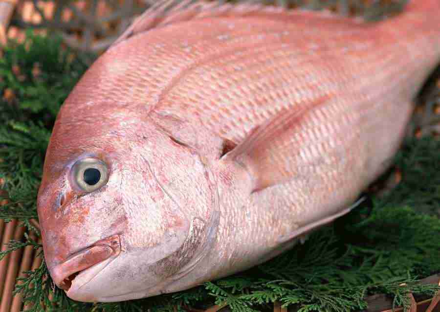 Fresh Fish - Datacraft Sozaijiten  ></a>
<script language=JavaScript> 
  var txt = 