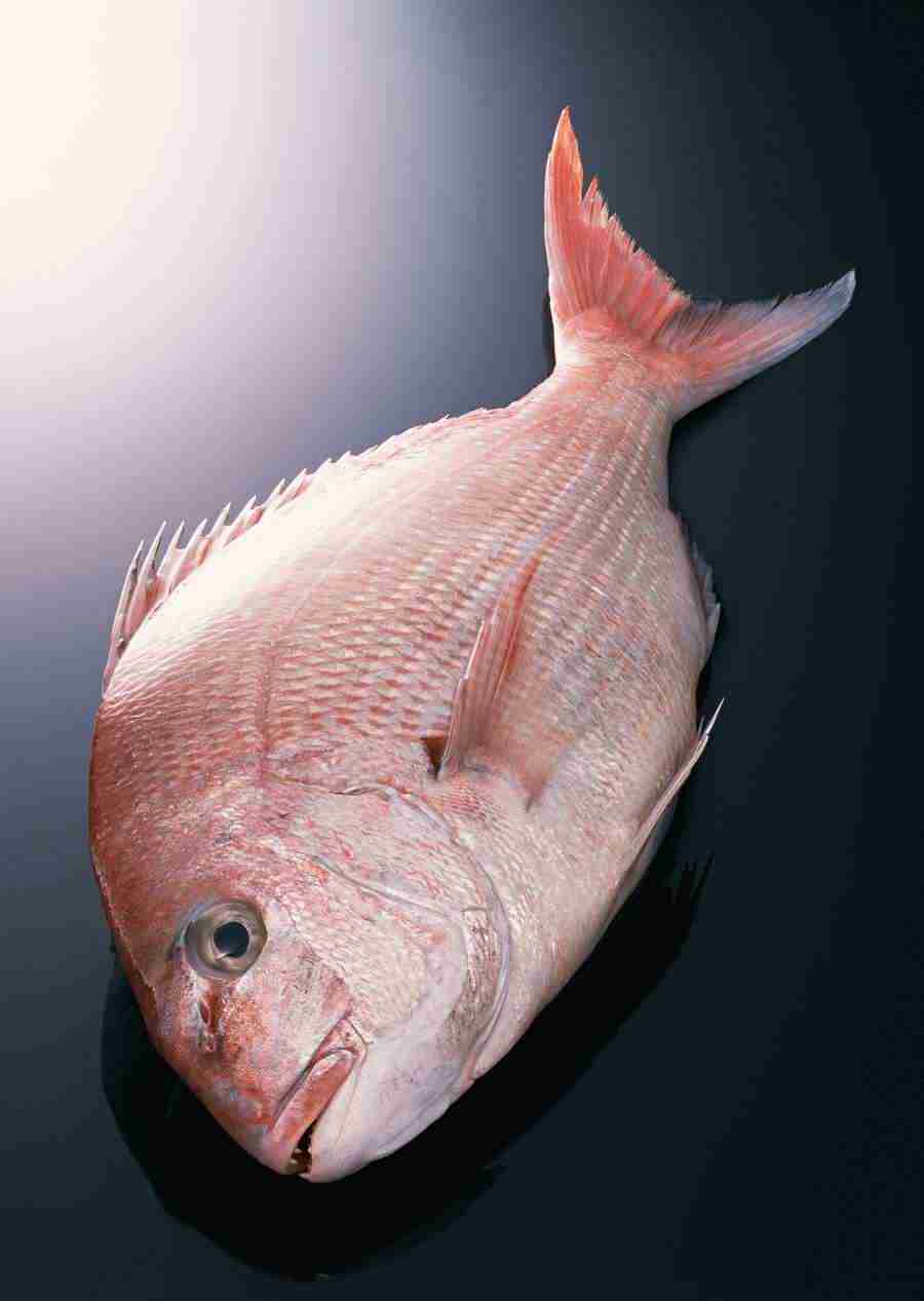 Fresh Fish - Datacraft Sozaijiten  ></a>
<script language=JavaScript> 
  var txt = 