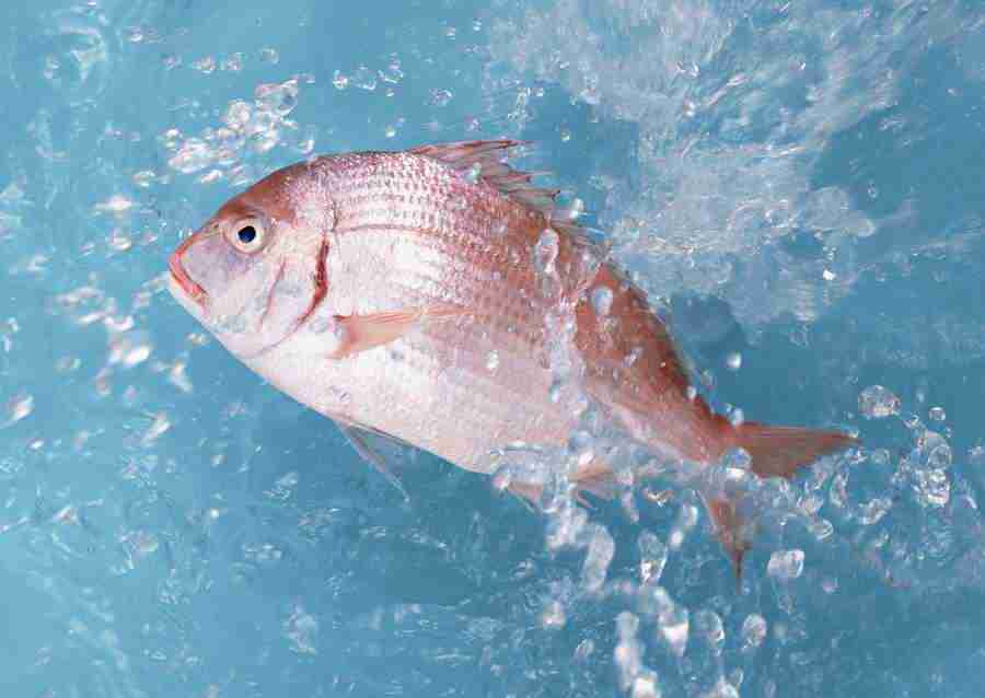 Fresh Fish - Datacraft Sozaijiten  ></a>
<script language=JavaScript> 
  var txt = 