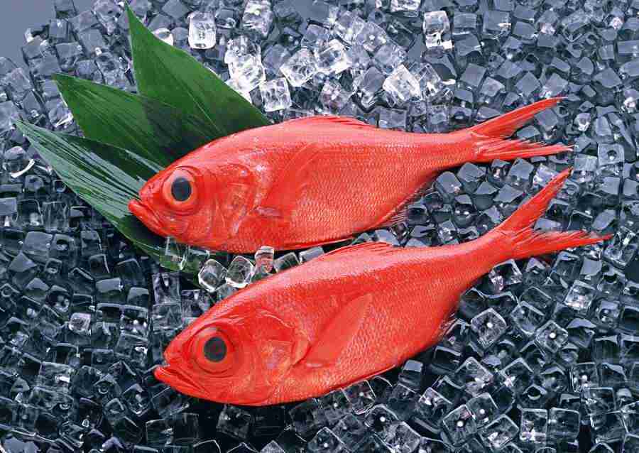 Fresh Fish - Datacraft Sozaijiten  ></a>
<script language=JavaScript> 
  var txt = 