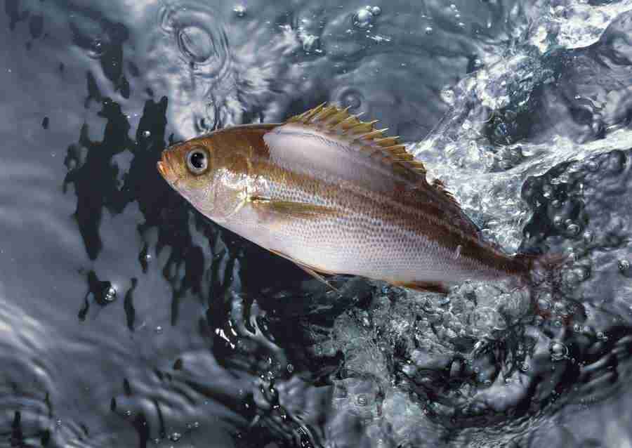 Fresh Fish - Datacraft Sozaijiten  ></a>
<script language=JavaScript> 
  var txt = 