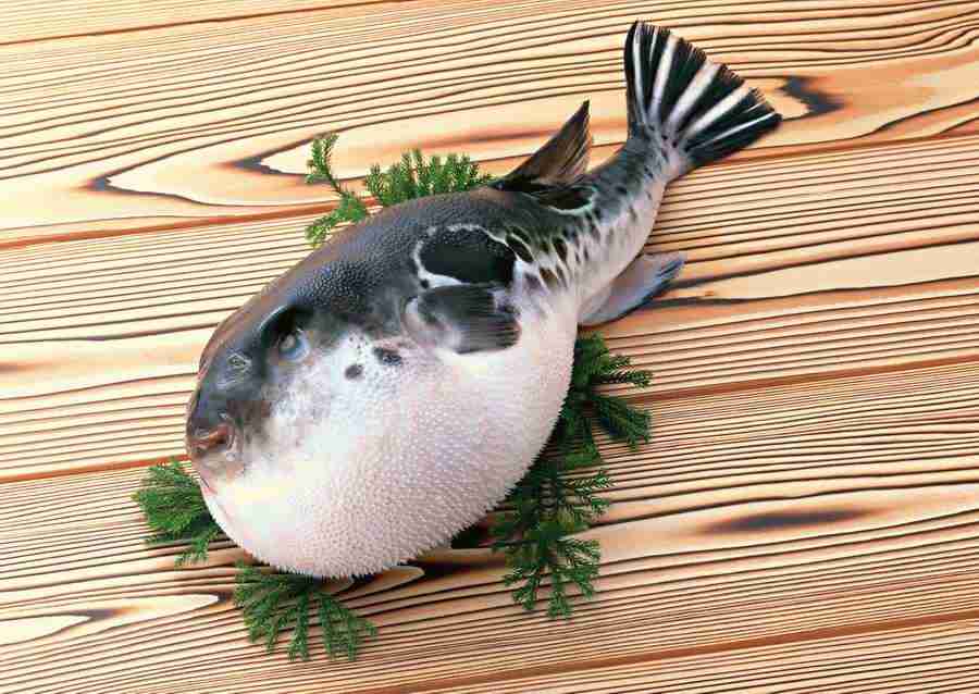 Fresh Fish - Datacraft Sozaijiten  ></a>
<script language=JavaScript> 
  var txt = 