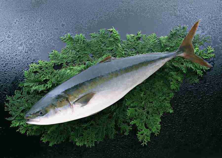 Fresh Fish - Datacraft Sozaijiten  ></a>
<script language=JavaScript> 
  var txt = 
