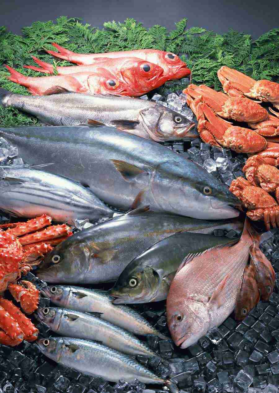Fresh Fish - Datacraft Sozaijiten  ></a>
<script language=JavaScript> 
  var txt = 