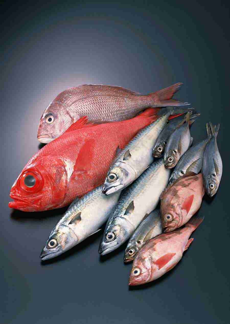 Fresh Fish - Datacraft Sozaijiten  ></a>
<script language=JavaScript> 
  var txt = 