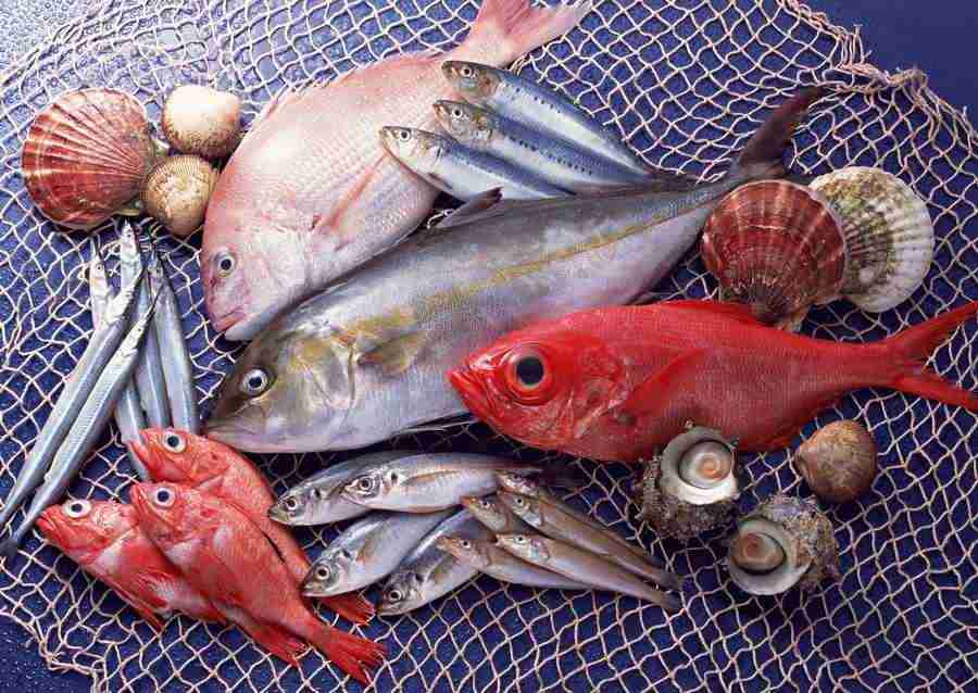 Fresh Fish - Datacraft Sozaijiten  ></a>
<script language=JavaScript> 
  var txt = 