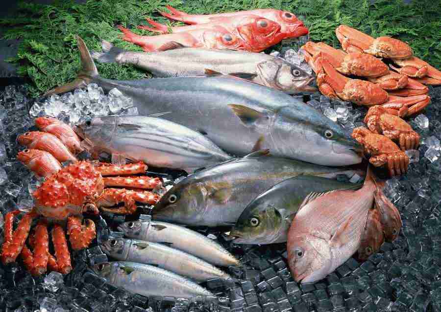 Fresh Fish - Datacraft Sozaijiten  ></a>
<script language=JavaScript> 
  var txt = 