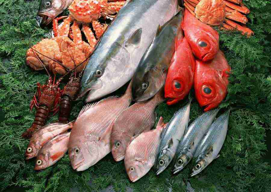 Fresh Fish - Datacraft Sozaijiten  ></a>
<script language=JavaScript> 
  var txt = 