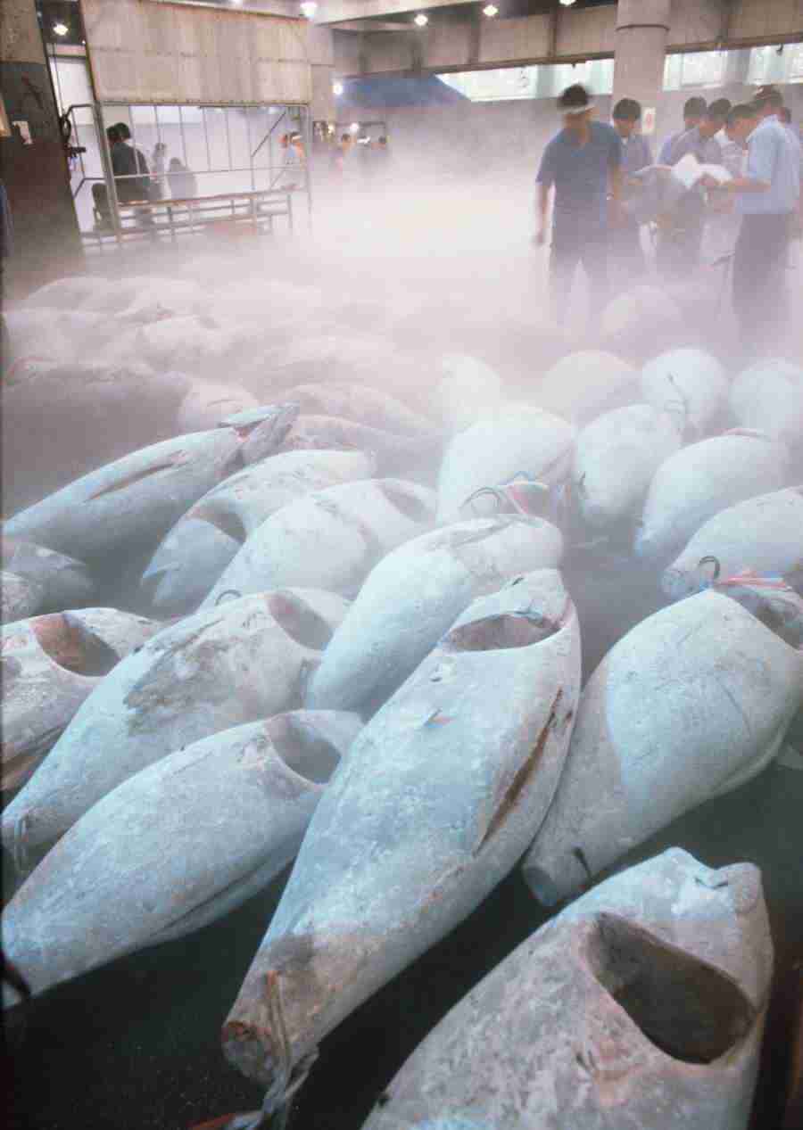 Fresh Fish - Datacraft Sozaijiten  ></a>
<script language=JavaScript> 
  var txt = 