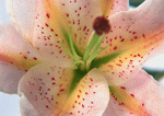 Datacraft Sozaijiten : Flowers 