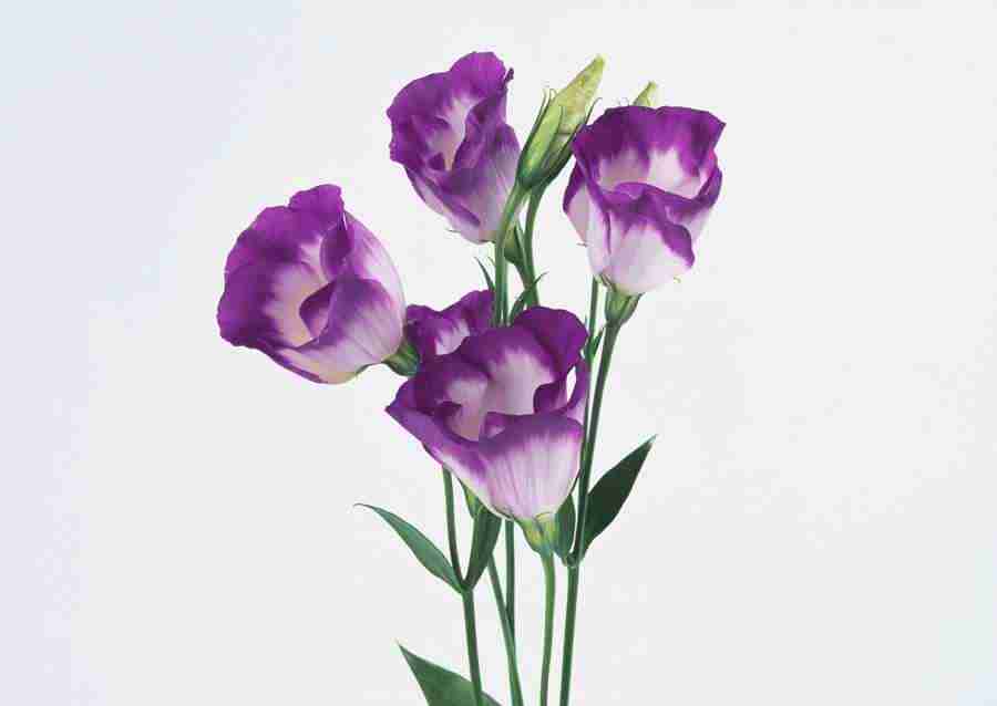 Flowers - Datacraft Sozaijiten  ></a>
<script language=JavaScript> 
  var txt = 