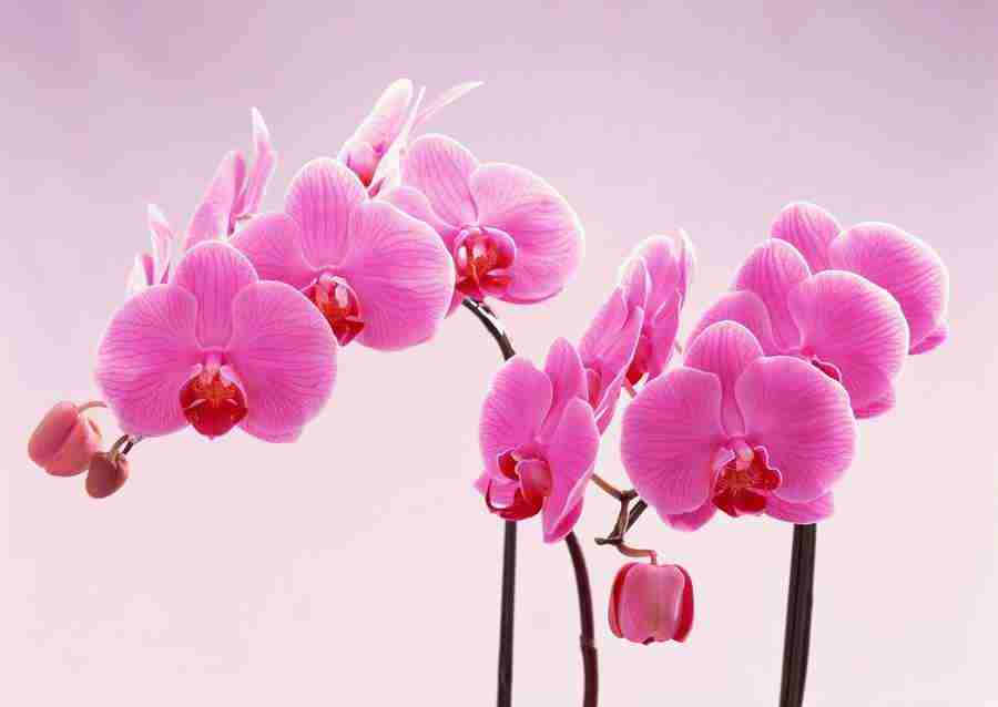 Flowers - Datacraft Sozaijiten  ></a>
<script language=JavaScript> 
  var txt = 