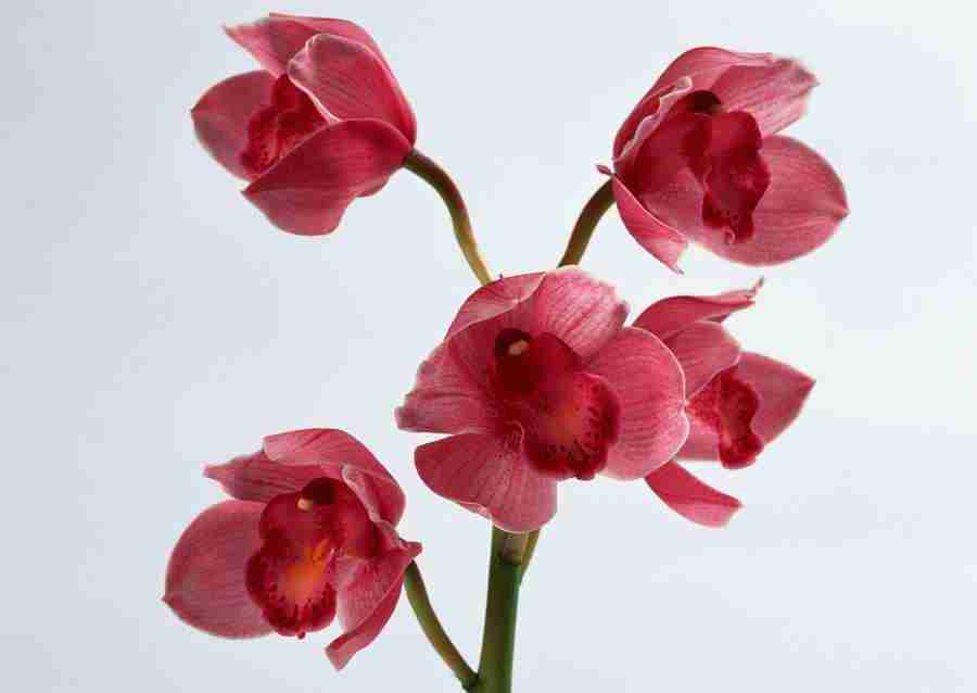 Flowers - Datacraft Sozaijiten  ></a>
<script language=JavaScript> 
  var txt = 
