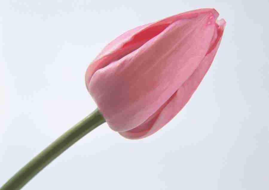 Flowers - Datacraft Sozaijiten  ></a>
<script language=JavaScript> 
  var txt = 