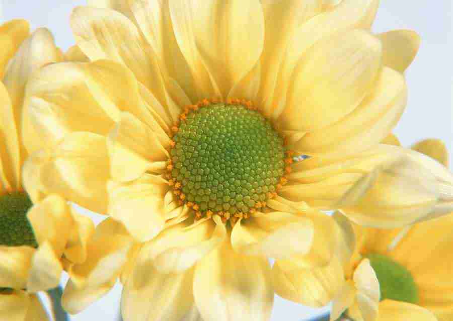 Flowers - Datacraft Sozaijiten  ></a>
<script language=JavaScript> 
  var txt = 