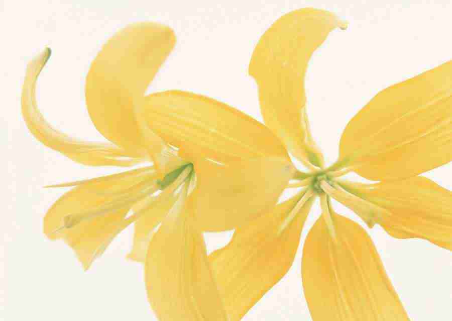 Flowers - Datacraft Sozaijiten  ></a>
<script language=JavaScript> 
  var txt = 