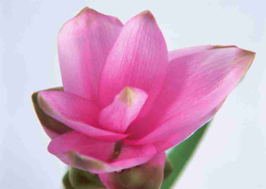 Flowers - Datacraft Sozaijiten  ></a>
<script language=JavaScript> 
  var txt = 