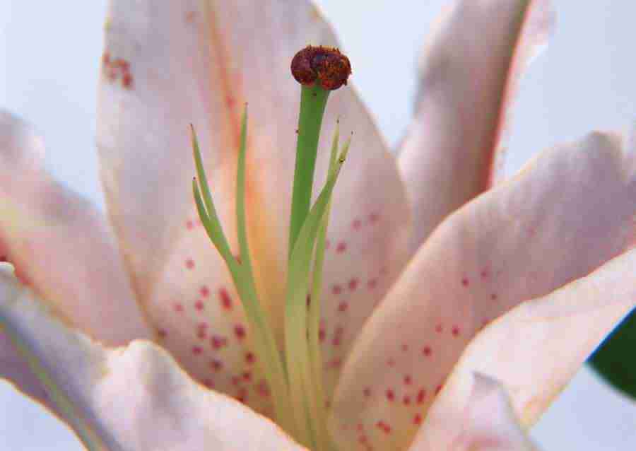 Flowers - Datacraft Sozaijiten  ></a>
<script language=JavaScript> 
  var txt = 