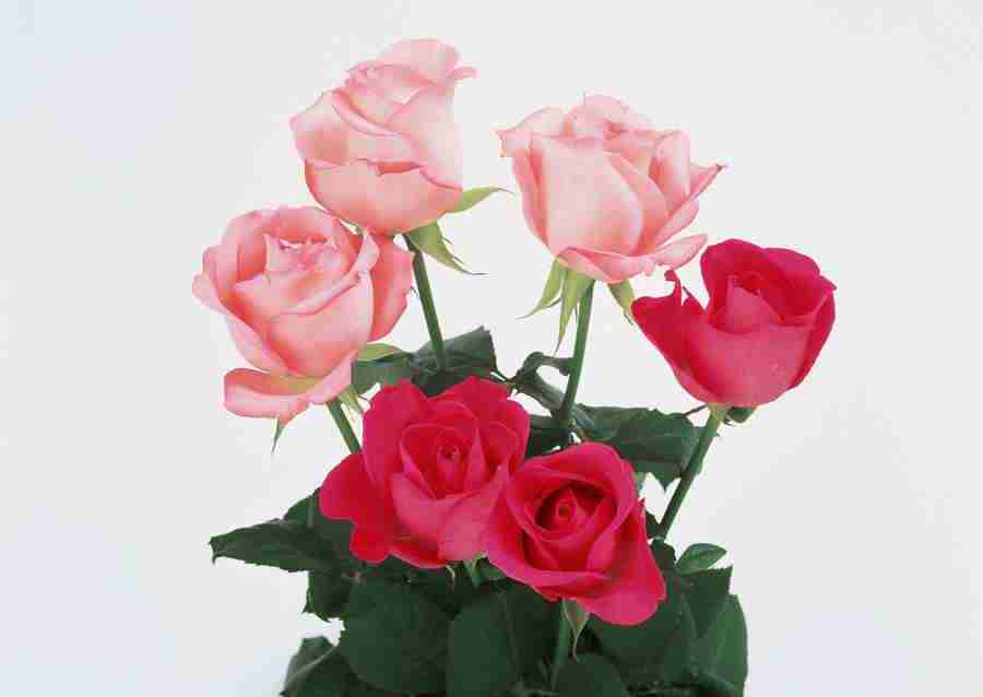Flowers - Datacraft Sozaijiten  ></a>
<script language=JavaScript> 
  var txt = 
