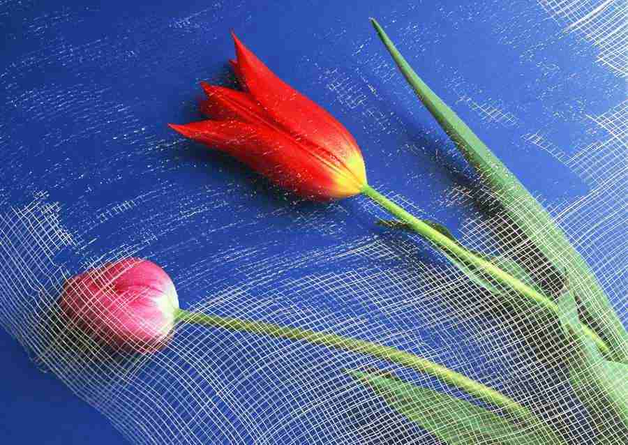 Flowers - Datacraft Sozaijiten  ></a>
<script language=JavaScript> 
  var txt = 