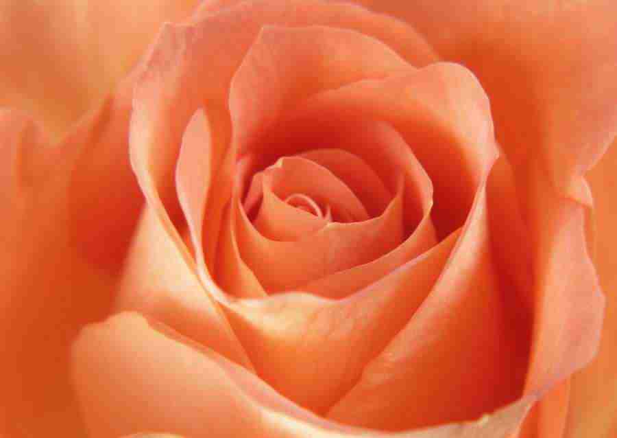 Flowers - Datacraft Sozaijiten  ></a>
<script language=JavaScript> 
  var txt = 