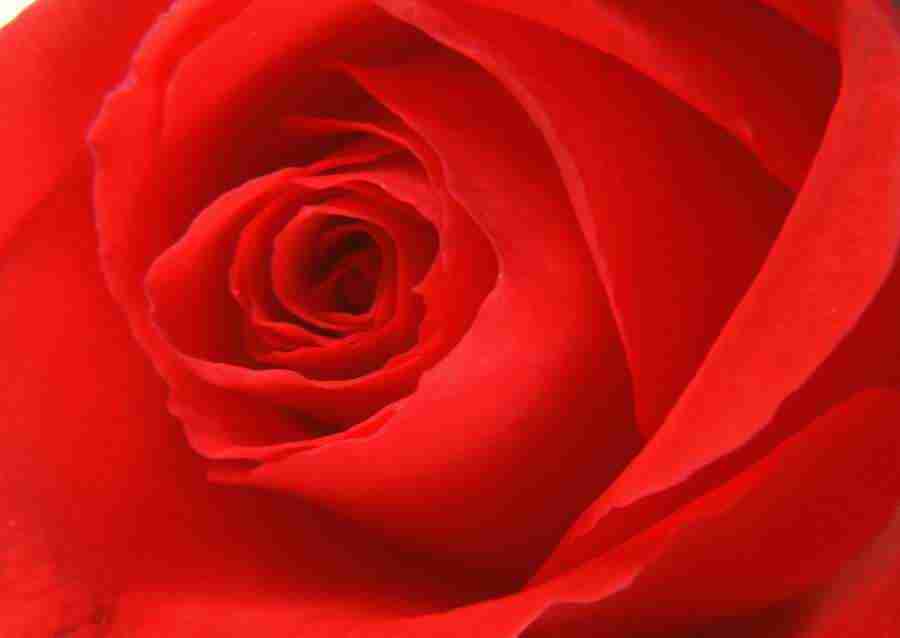 Flowers - Datacraft Sozaijiten  ></a>
<script language=JavaScript> 
  var txt = 