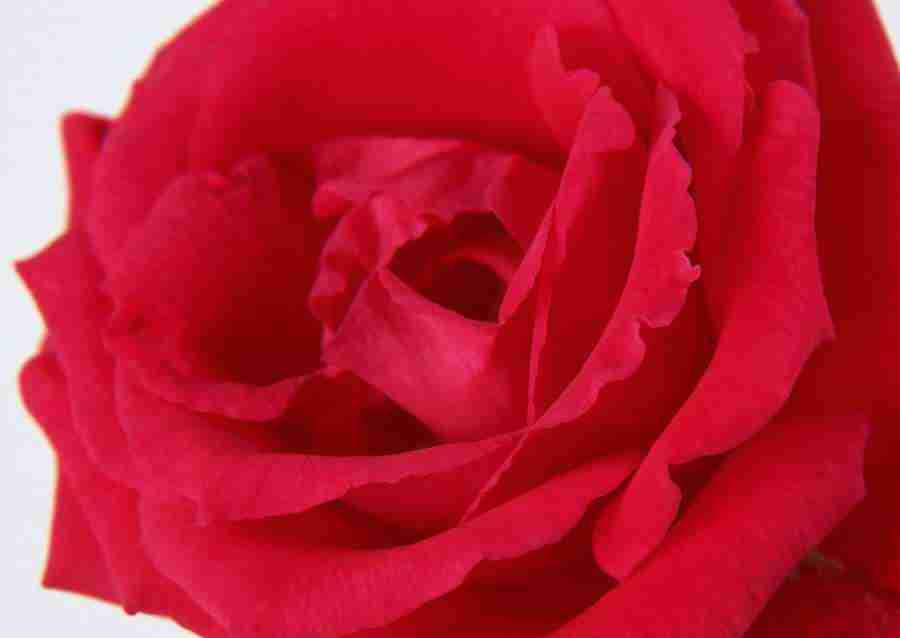 Flowers - Datacraft Sozaijiten  ></a>
<script language=JavaScript> 
  var txt = 