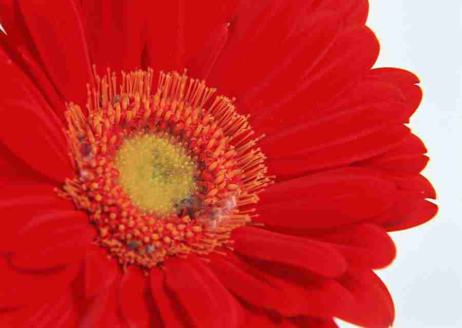 Flowers - Datacraft Sozaijiten  ></a>
<script language=JavaScript> 
  var txt = 