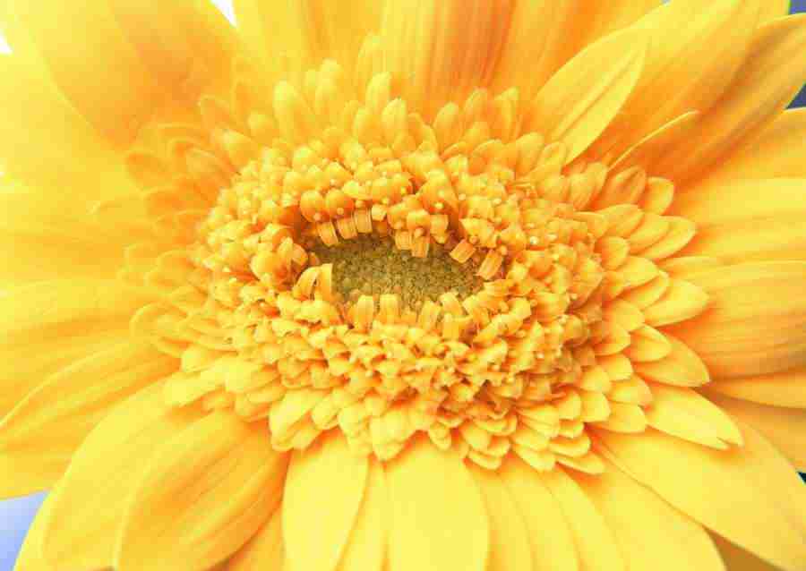 Flowers - Datacraft Sozaijiten  ></a>
<script language=JavaScript> 
  var txt = 