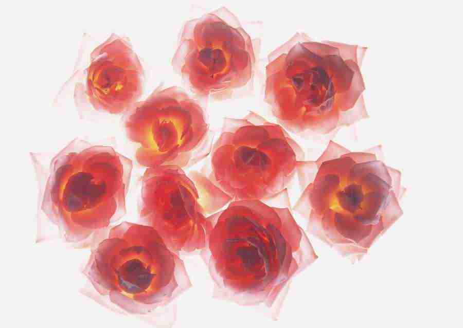 Flowers - Datacraft Sozaijiten  ></a>
<script language=JavaScript> 
  var txt = 