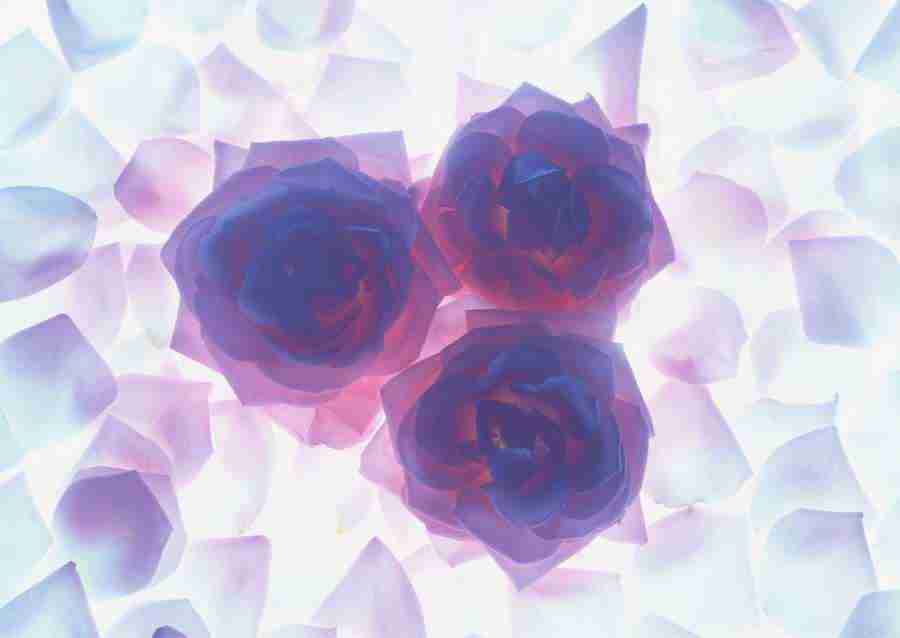 Flowers - Datacraft Sozaijiten  ></a>
<script language=JavaScript> 
  var txt = 