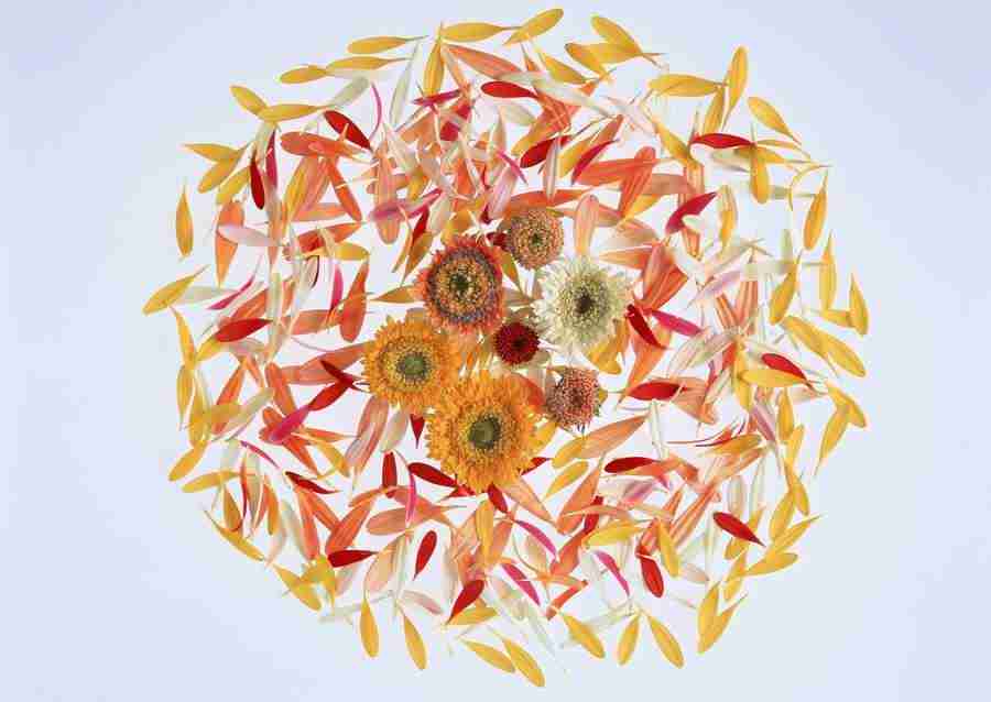 Flowers - Datacraft Sozaijiten  ></a>
<script language=JavaScript> 
  var txt = 