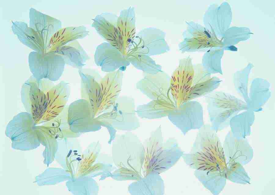 Flowers - Datacraft Sozaijiten  ></a>
<script language=JavaScript> 
  var txt = 