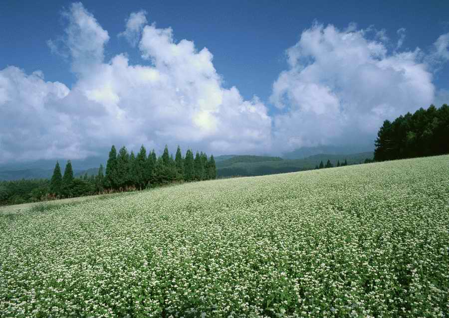 Four Seasons in The Country - Datacraft Sozaijiten  ></a>
<script language=JavaScript> 
  var txt = 