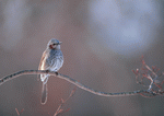 Datacraft Sozaijiten : Four Seasons of Birds 