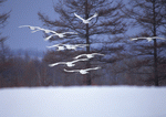 Datacraft Sozaijiten : Four Seasons of Birds 