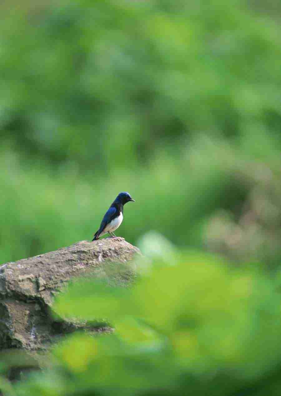 Four Seasons of Birds - Datacraft Sozaijiten  ></a>
<script language=JavaScript> 
  var txt = 