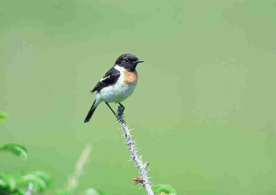 Four Seasons of Birds - Datacraft Sozaijiten  ></a>
<script language=JavaScript> 
  var txt = 