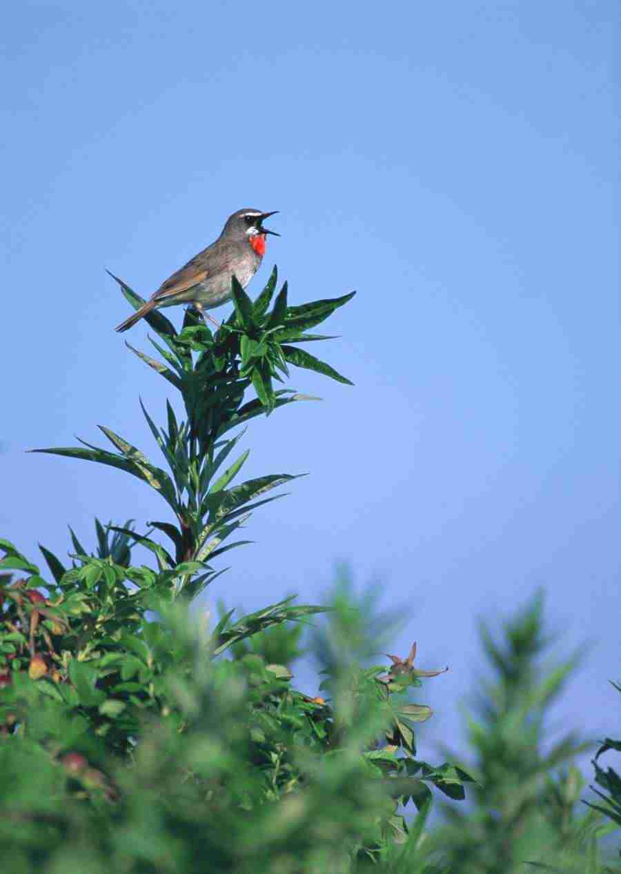 Four Seasons of Birds - Datacraft Sozaijiten  ></a>
<script language=JavaScript> 
  var txt = 