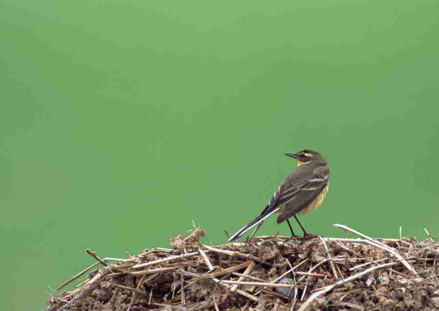 Four Seasons of Birds - Datacraft Sozaijiten  ></a>
<script language=JavaScript> 
  var txt = 