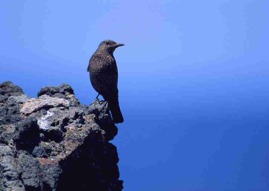 Four Seasons of Birds - Datacraft Sozaijiten  ></a>
<script language=JavaScript> 
  var txt = 