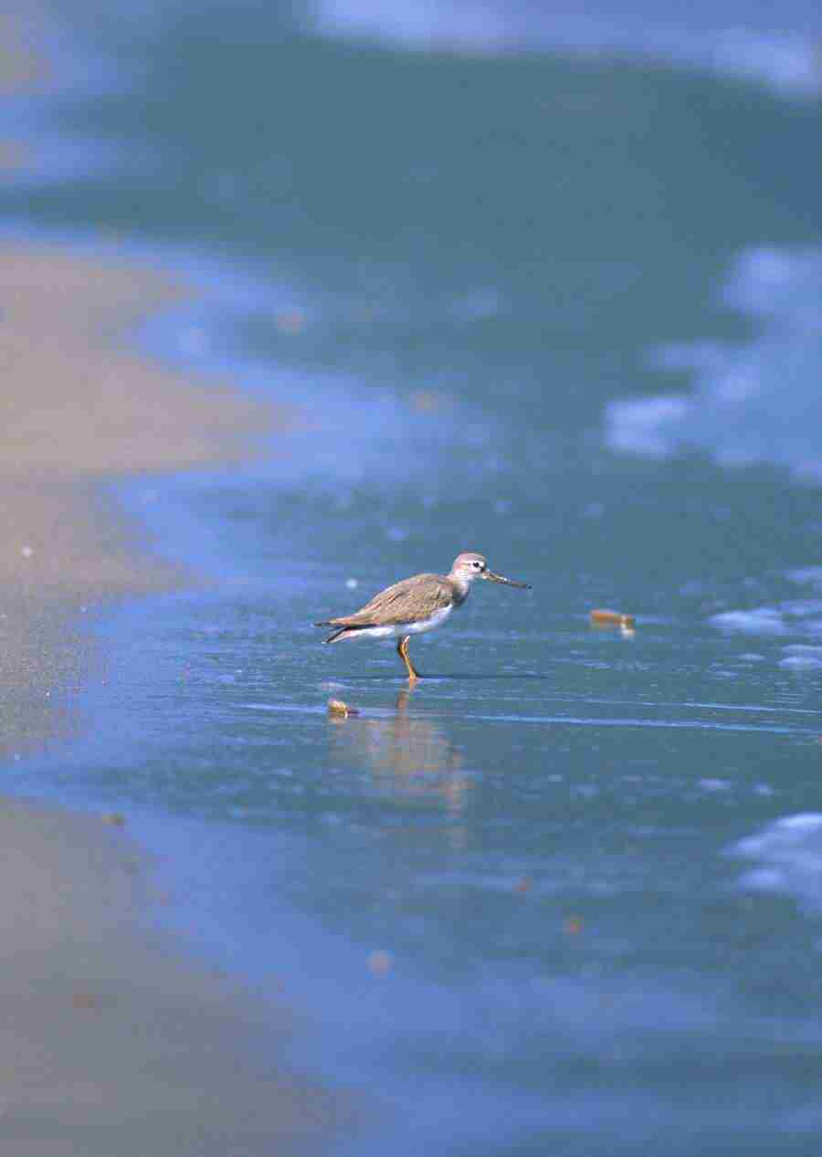 Four Seasons of Birds - Datacraft Sozaijiten  ></a>
<script language=JavaScript> 
  var txt = 