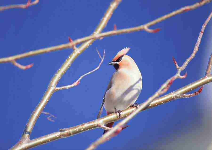 Four Seasons of Birds - Datacraft Sozaijiten  ></a>
<script language=JavaScript> 
  var txt = 