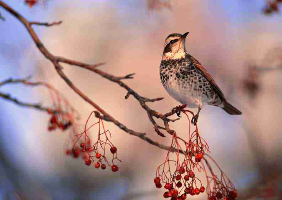Four Seasons of Birds - Datacraft Sozaijiten  ></a>
<script language=JavaScript> 
  var txt = 