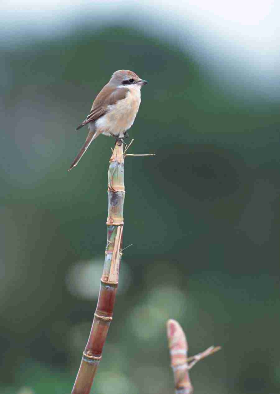 Four Seasons of Birds - Datacraft Sozaijiten  ></a>
<script language=JavaScript> 
  var txt = 