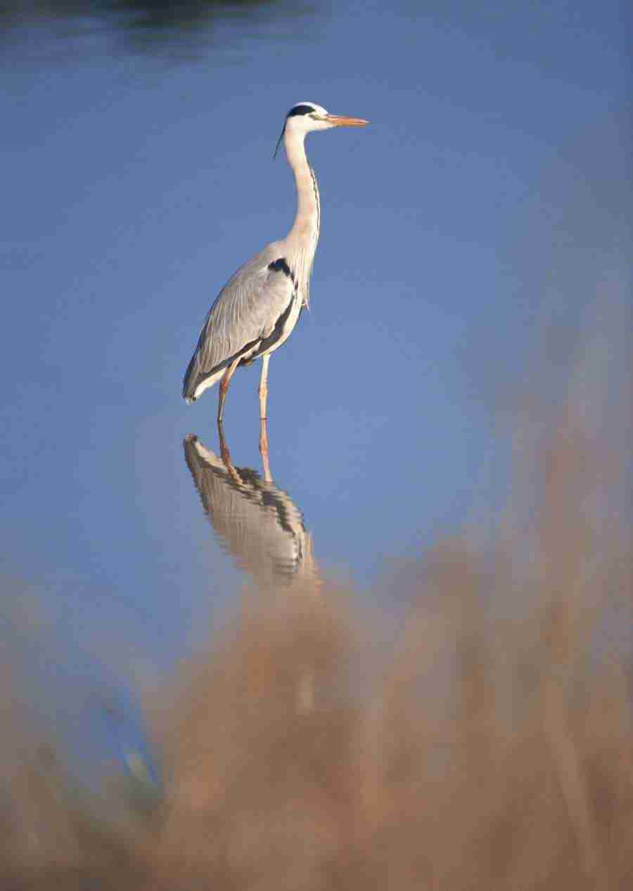 Four Seasons of Birds - Datacraft Sozaijiten  ></a>
<script language=JavaScript> 
  var txt = 