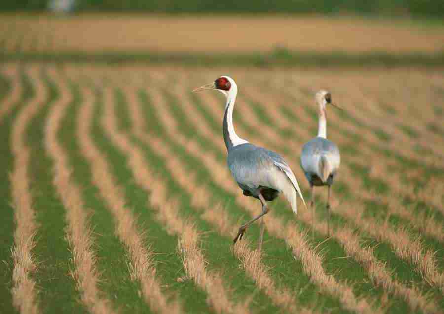 Four Seasons of Birds - Datacraft Sozaijiten  ></a>
<script language=JavaScript> 
  var txt = 