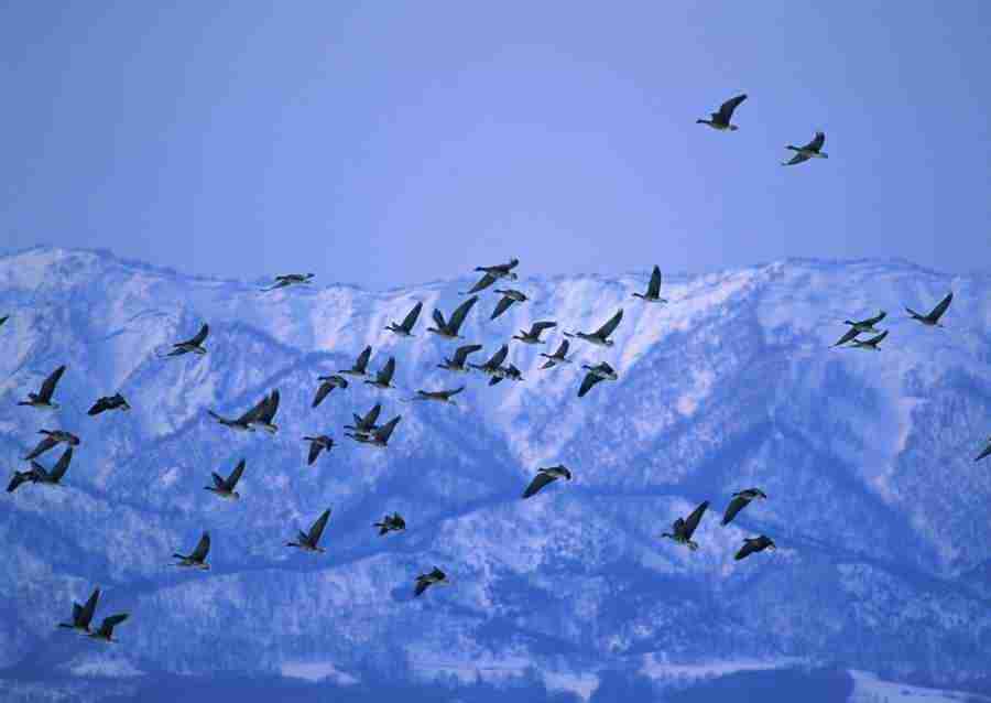 Four Seasons of Birds - Datacraft Sozaijiten  ></a>
<script language=JavaScript> 
  var txt = 
